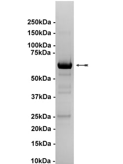 Eurofins DiscoverX p38 /SAPK2a Protein, Unactive 50 &mu;g | Buy Online | Eurofins DiscoverX | Fisher Scientific